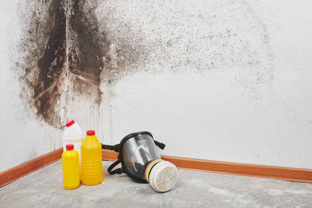 Best Water Damage Restoration  in Harbison Nyon, CA