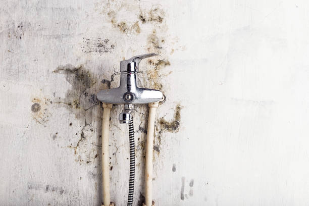 Reliable Harbison Canyon, CA Mold Removal Solutions
