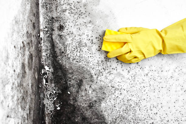 Best Mold Testing  in Harbison Nyon, CA