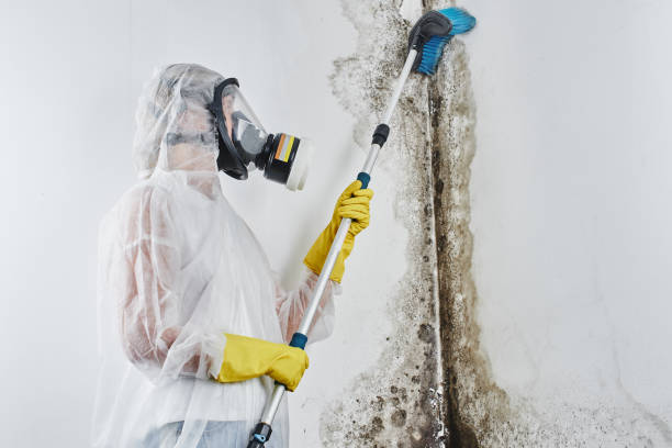 Best Mold Testing  in Harbison Nyon, CA