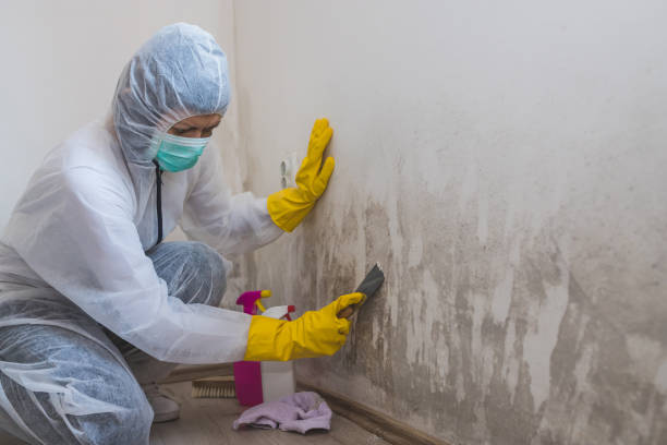Best Attic Mold Removal  in Harbison Nyon, CA