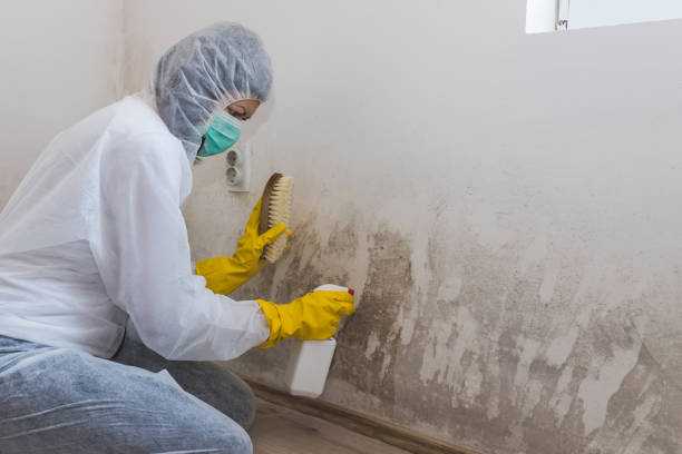 Crawl Space Mold Removal in Harbison Canyon, CA