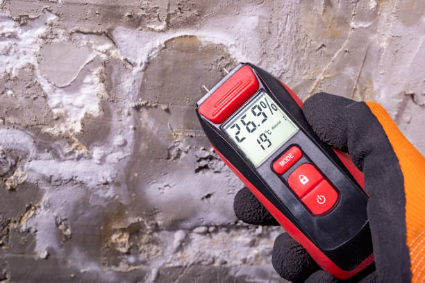 Best Mold Removal Near Me  in Harbison Nyon, CA
