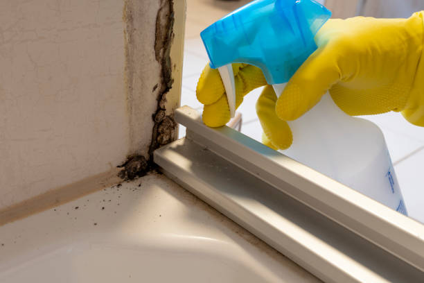 Best Black Mold Removal  in Harbison Nyon, CA