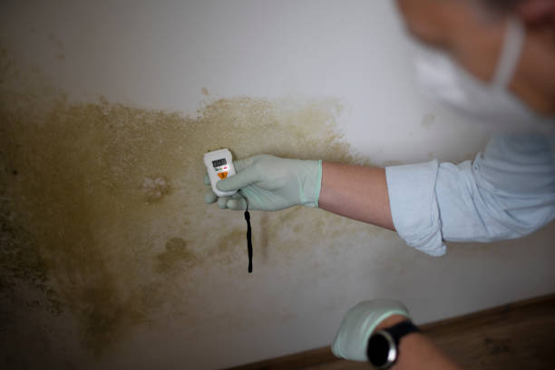 Best Mold Cleaning Services  in Harbison Nyon, CA