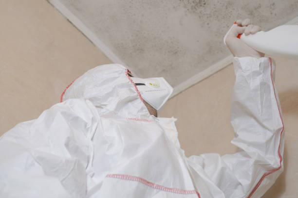 Best Commercial Mold Removal  in Harbison Nyon, CA