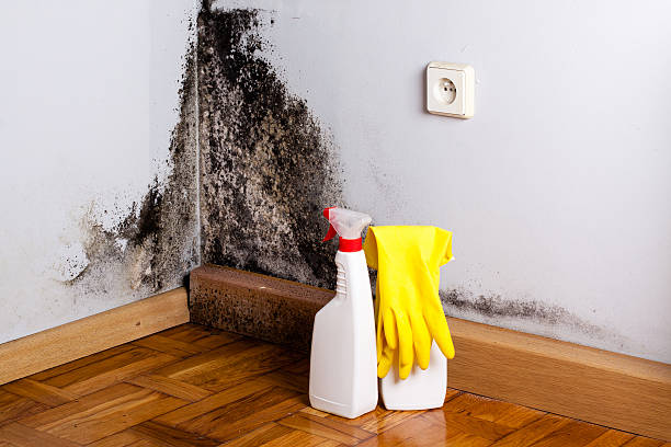 Best Mold Remediation  in Harbison Nyon, CA