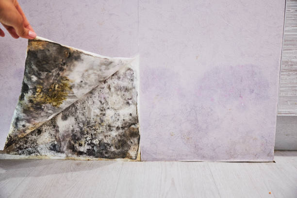 Best Fast Mold Removal  in Harbison Nyon, CA